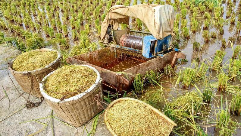 农民收水稻图片 第3张