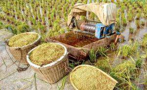 农民收水稻图片 第3张