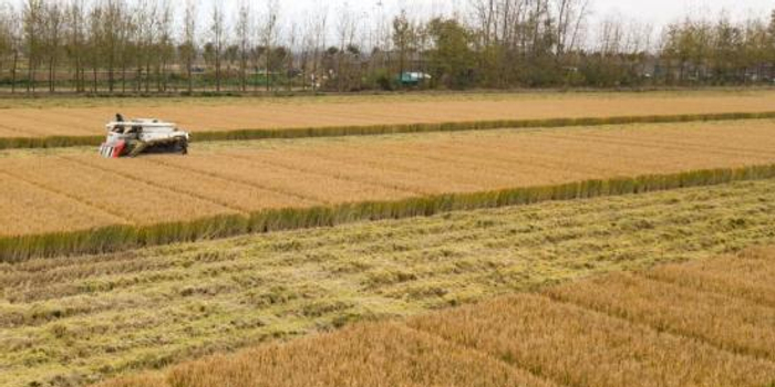 农民收水稻图片 第2张