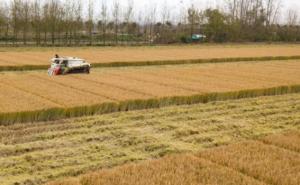 农民收水稻图片 第2张