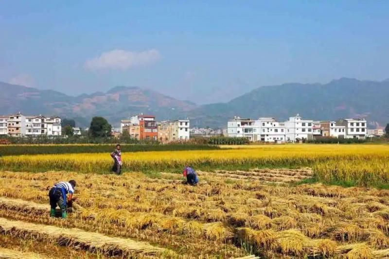 农民收水稻图片 第1张