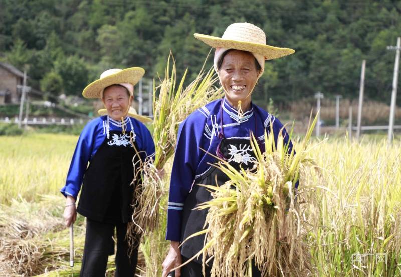 农民收水稻图片 第4张