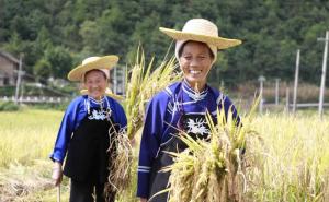 农民收水稻图片 第4张