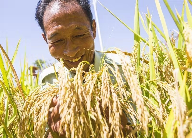 农民收水稻图片 第5张