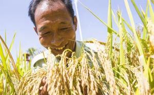 农民收水稻图片 第5张