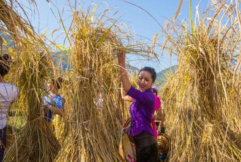 农民收水稻图片 第7张