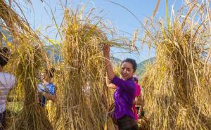 农民收水稻图片 第7张