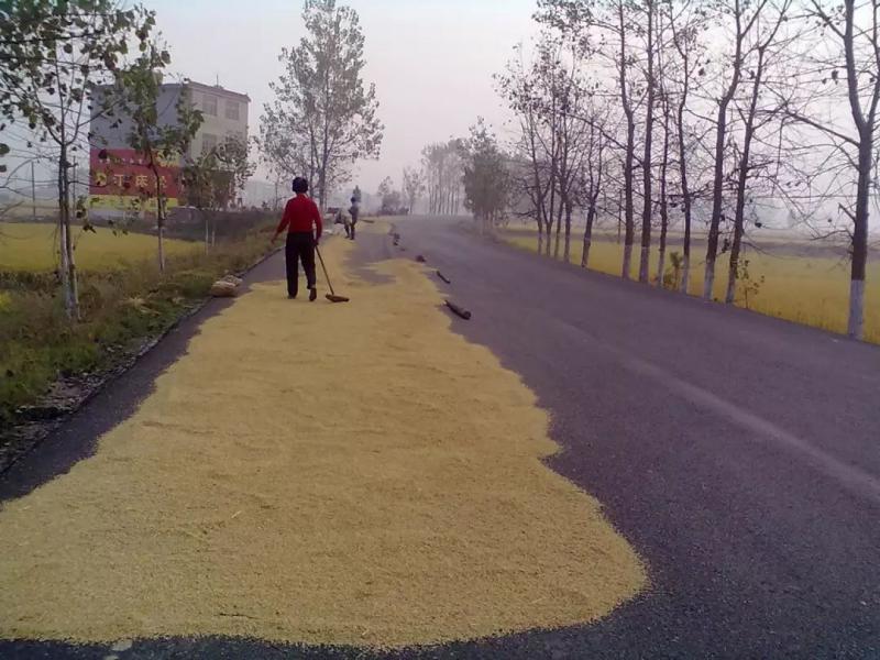 农村晒稻谷图片 第1张