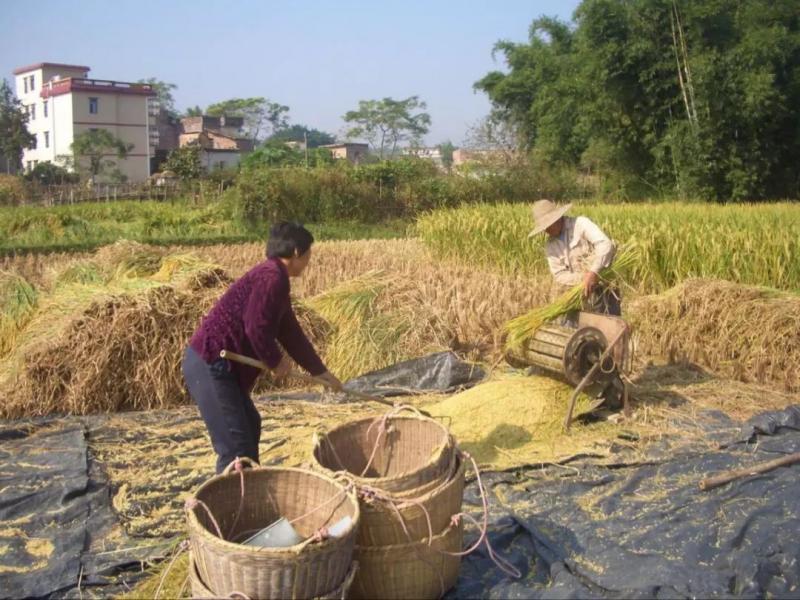 农村晒稻谷图片 第2张