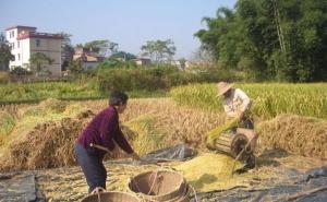 农村晒稻谷图片 第2张