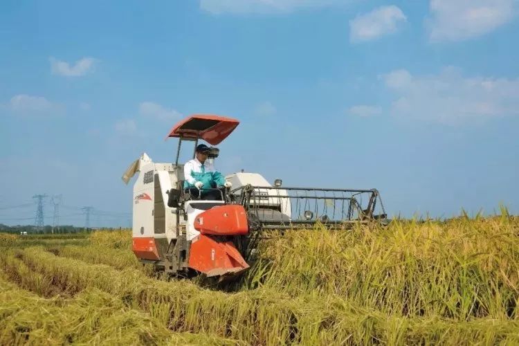 收割机收割稻谷图片 第2张