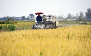 收割机收割稻谷图片 第3张