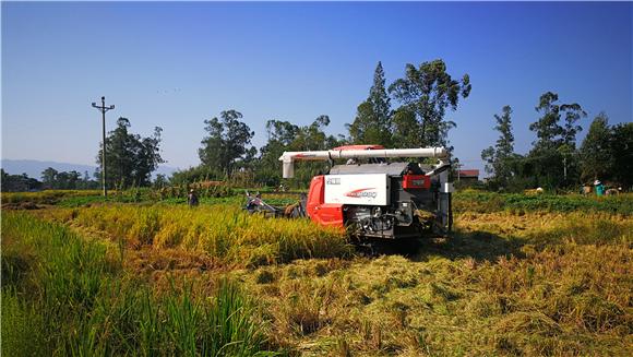 收割机收割稻谷图片 第1张