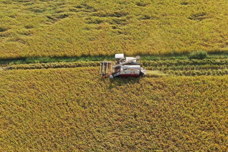 收割机收割稻谷图片 第4张