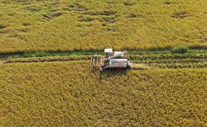 收割机收割稻谷图片 第4张