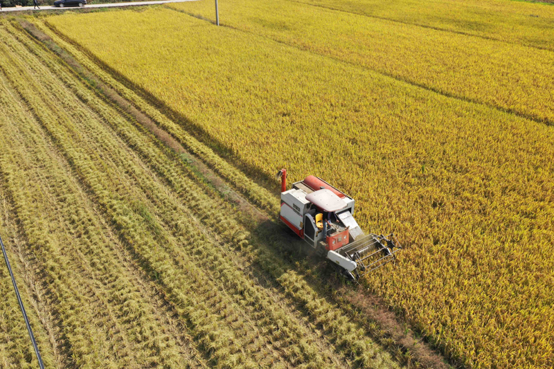 收割机收割稻谷图片 第6张