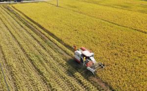 收割机收割稻谷图片 第6张