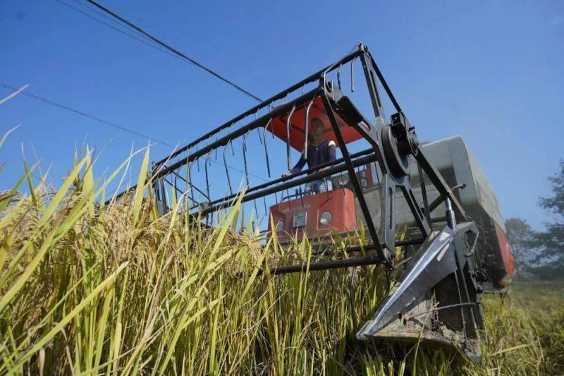 收割机收割稻谷图片 第5张