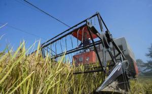 收割机收割稻谷图片 第5张