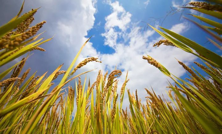 稻谷成熟图片 第2张