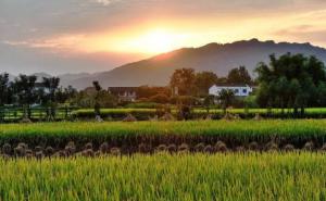 秋天水稻田高清图片 第2张