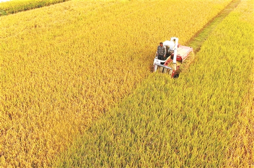 秋天水稻田高清图片 第4张