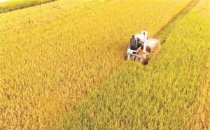 秋天水稻田高清图片 第4张