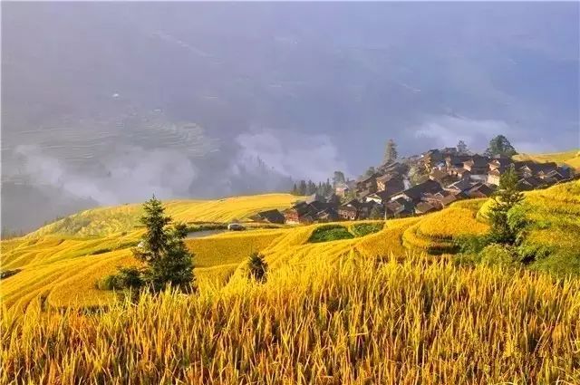 秋天水稻田高清图片 第3张