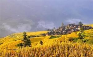 秋天水稻田高清图片 第3张