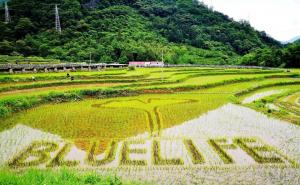 秋天水稻田高清图片 第5张