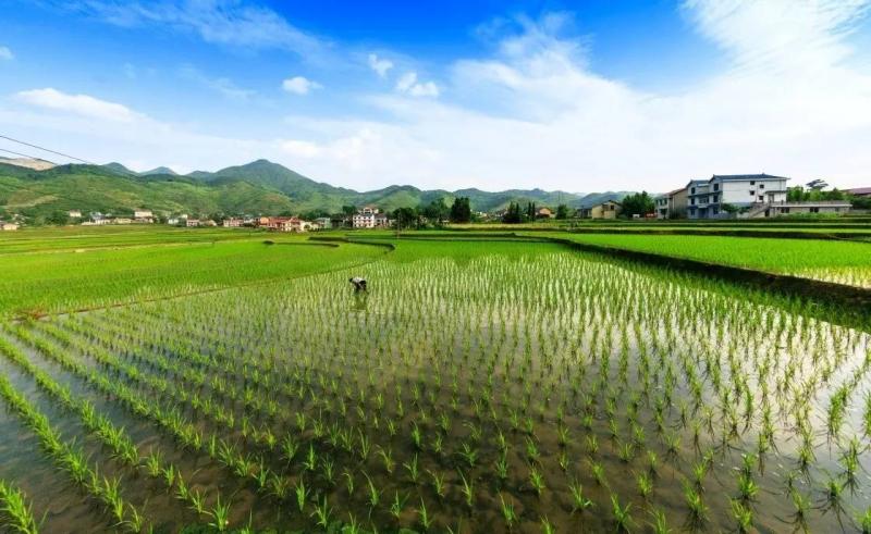 秋天水稻田高清图片 第6张