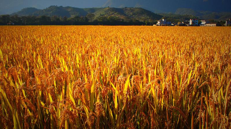 稻谷丰收田野图片 第1张