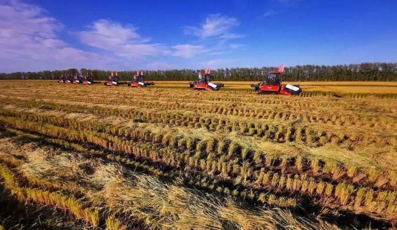 稻谷丰收田野图片 第2张