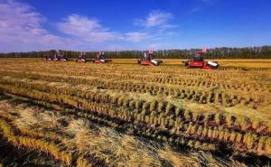 稻谷丰收田野图片 第2张