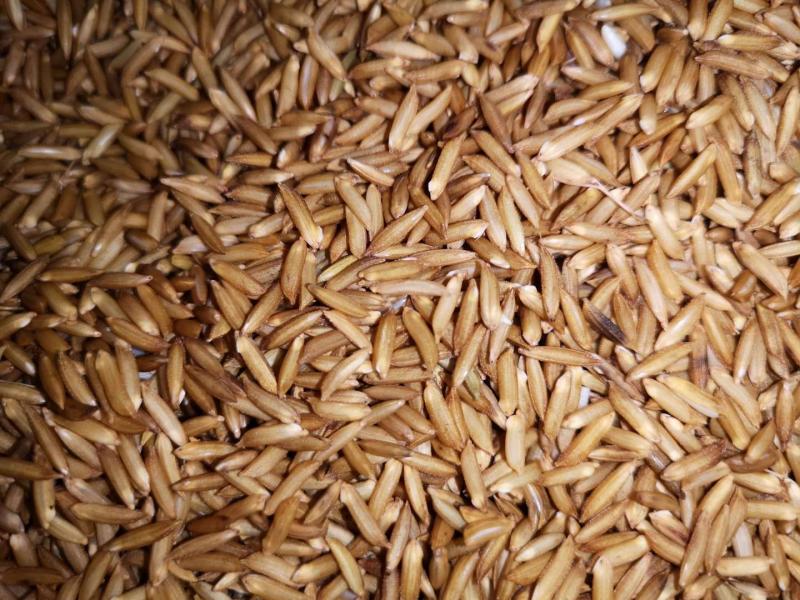 稻谷种子图片 第1张