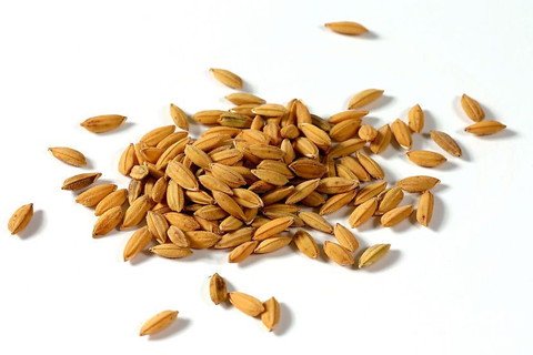 稻谷种子图片 第2张