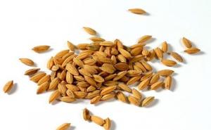 稻谷种子图片 第2张