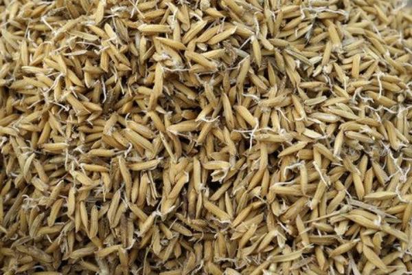 稻谷种子图片 第3张