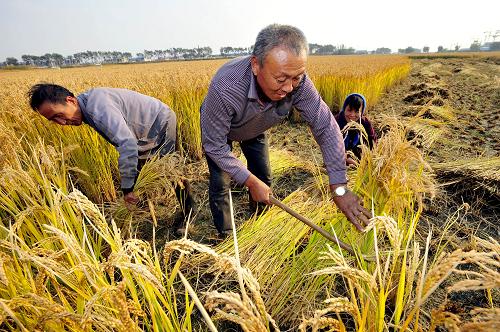 农民收割水稻图片 第1张