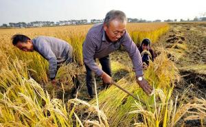 农民收割水稻图片