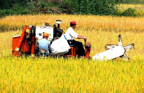 农民收割水稻图片 第3张