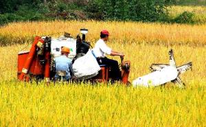 农民收割水稻图片 第3张
