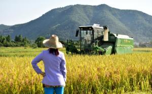 农民收割水稻图片 第4张