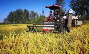 农民收割水稻图片 第5张