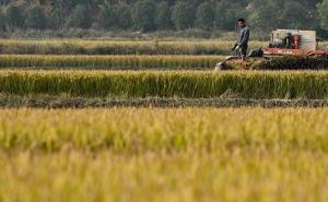 农民收割水稻图片 第6张