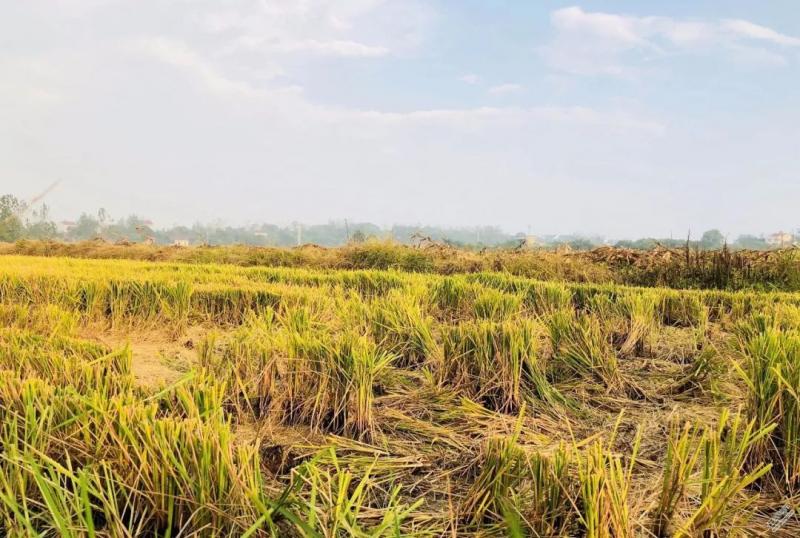 收稻子图片 第1张