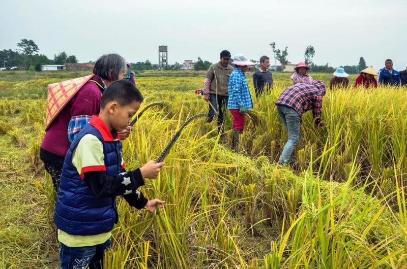 收稻子图片 第3张