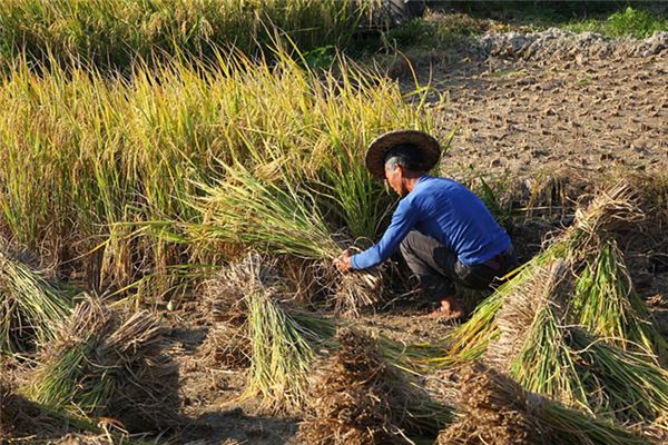 收稻子图片 第2张