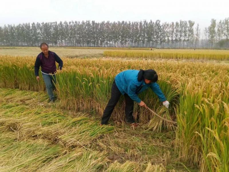 收稻子图片 第5张