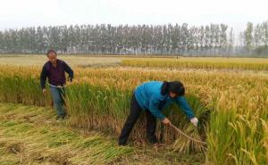 收稻子图片 第5张